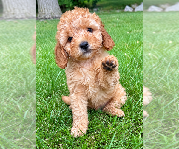 Medium Photo #7 Cavapoo (Miniature) Puppy For Sale in FAIR HAVEN, MI, USA