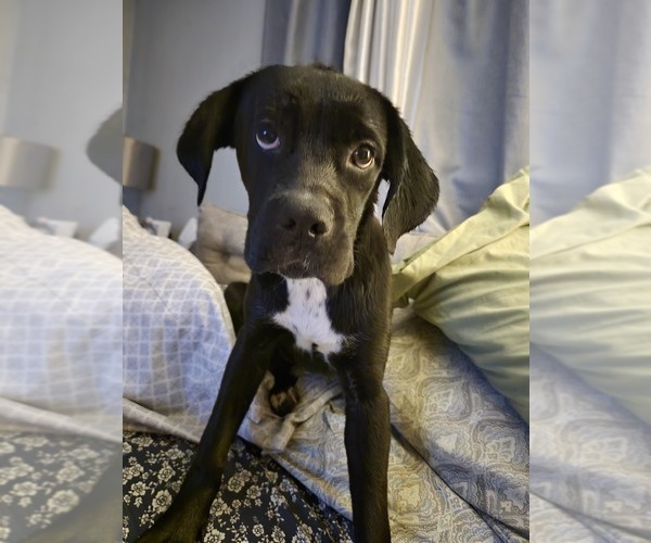 Medium Photo #5 Cane Corso Puppy For Sale in INDIANAPOLIS, IN, USA