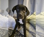 Small #4 Cane Corso