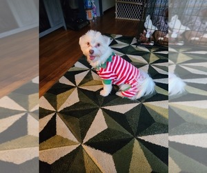 Havanese Puppy for sale in DETROIT, MI, USA