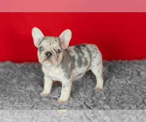 French Bulldog Puppy for sale in NAPPANEE, IN, USA