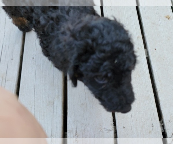 Medium Photo #3 Poodle (Standard) Puppy For Sale in BERLIN, MD, USA