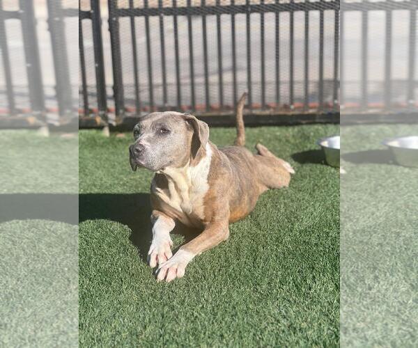 Medium Photo #7 Mutt Puppy For Sale in Rockwall, TX, USA