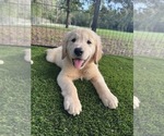 Small #7 Golden Retriever