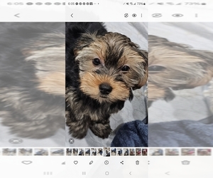 Yorkshire Terrier Puppy for sale in SALEM, OR, USA