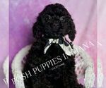 Small Photo #85 Poodle (Miniature) Puppy For Sale in WARSAW, IN, USA