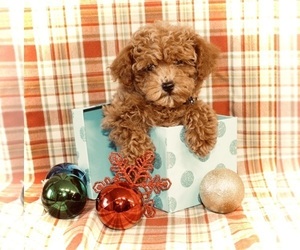 Poodle (Toy) Puppy for sale in KOKOMO, IN, USA