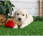 Small #2 English Cream Golden Retriever