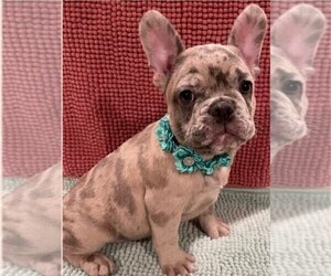 French Bulldog Puppy for sale in ORLANDO, FL, USA