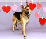Small Photo #1 German Shepherd Dog Puppy For Sale in West Valley, UT, USA