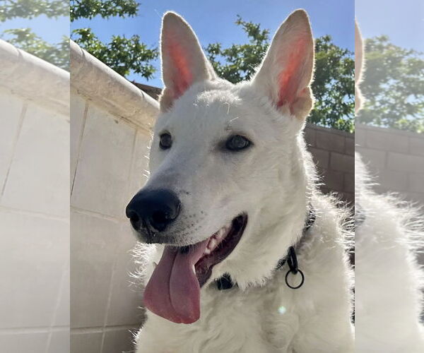 Medium Photo #9 Unknown-white german shepherd Mix Puppy For Sale in Dana Point, CA, USA