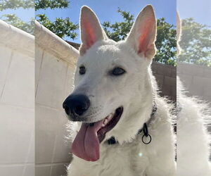 Everest - Male Unknown-white german shepherd Mix Dog for Adoption - Photo #9