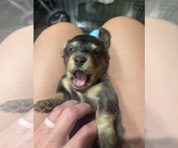 Medium Photo #3 Dachshund Puppy For Sale in MARSHFIELD, MO, USA