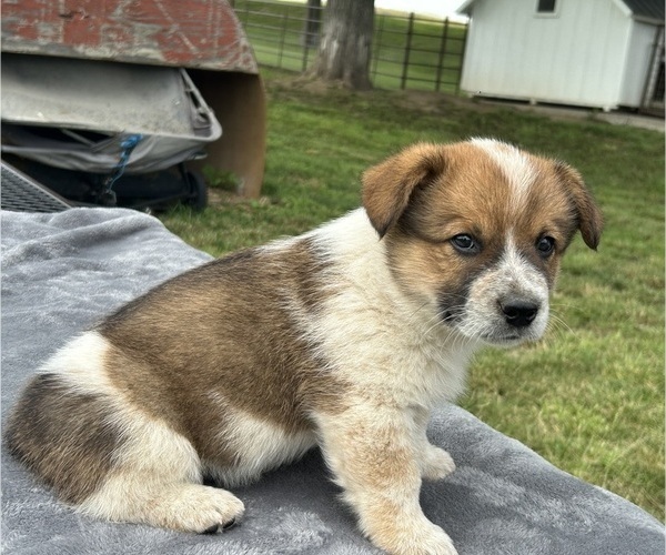 Medium Photo #2 Pembroke Welsh Corgi Puppy For Sale in DRAKESVILLE, IA, USA