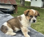 Small #1 Pembroke Welsh Corgi