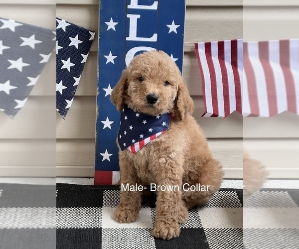 Medium Photo #3 Goldendoodle Puppy For Sale in LEXINGTON, NC, USA