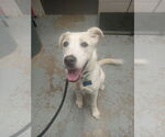 Small American Staffordshire Terrier-Labrador Retriever Mix