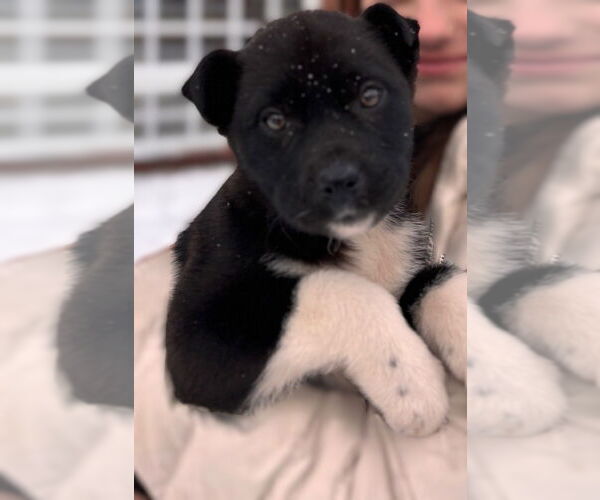 Medium Photo #4 Mutt Puppy For Sale in Minneapolis, MN, USA