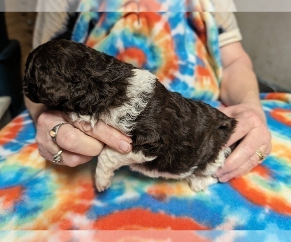 Medium Photo #2 Poodle (Miniature) Puppy For Sale in LEBANON, OR, USA