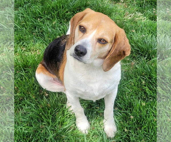 Medium Photo #1 Beagle Puppy For Sale in Batavia, OH, USA