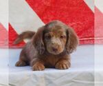 Small #2 Dachshund
