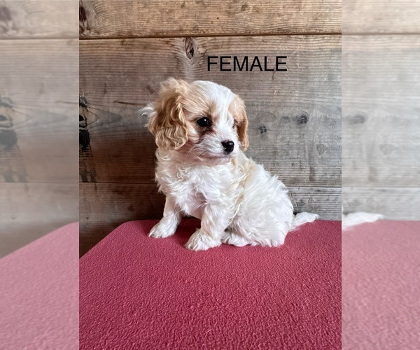 Medium Photo #1 Cavapoo (Miniature) Puppy For Sale in VERMONTVILLE, MI, USA