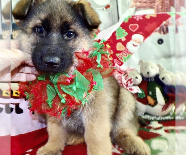 Medium Photo #1 German Shepherd Dog Puppy For Sale in HAMMOND, IN, USA