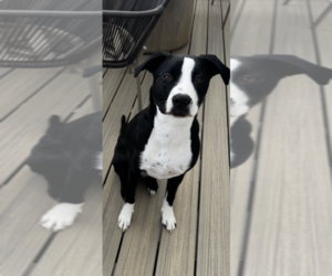 Labrador Retriever-Unknown Mix Dogs for adoption in Lakewood, CO, USA