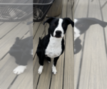 Small Labrador Retriever Mix