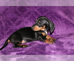 Small #7 Dachshund