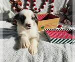 Small Photo #7 Miniature Australian Shepherd Puppy For Sale in ADAIRSVILLE, GA, USA