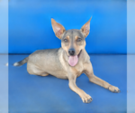 Small #1 Rat Terrier Mix