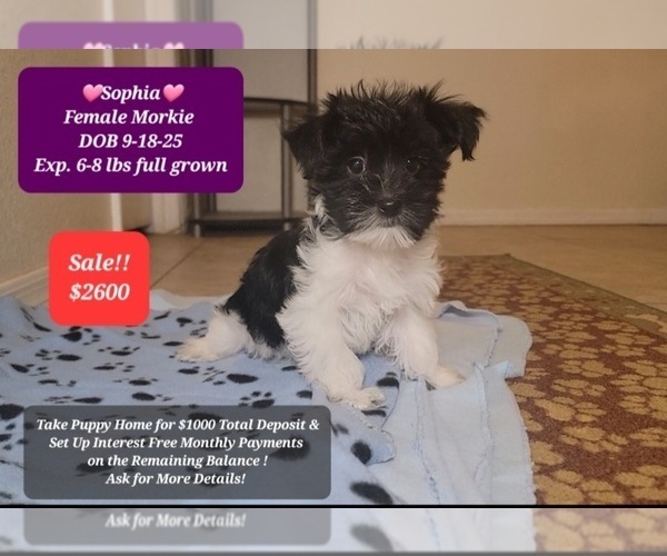 Medium Photo #1 Morkie Puppy For Sale in TUCSON, AZ, USA