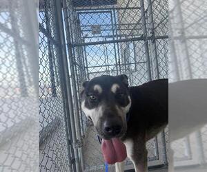 German Shepherd Dog Dogs for adoption in Bakersfield, CA, USA