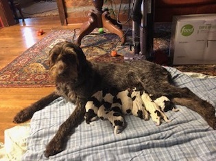German Wirehaired Pointer Puppy for sale in HILLSBORO, NC, USA