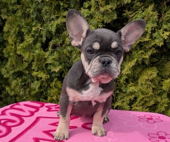 Medium Photo #1 French Bulldog Puppy For Sale in GOSHEN, IN, USA