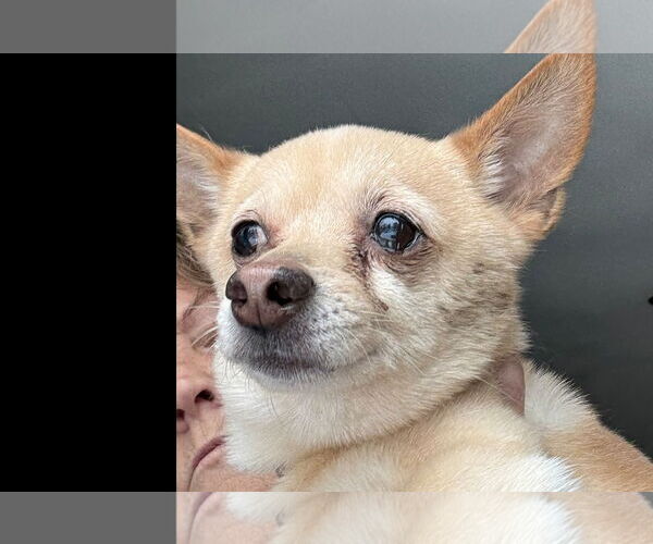 Medium Photo #3 Chihuahua Puppy For Sale in Wheaton, IL, USA