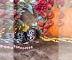 Liberty - Female Dachshund Puppy for Sale - Photo #4