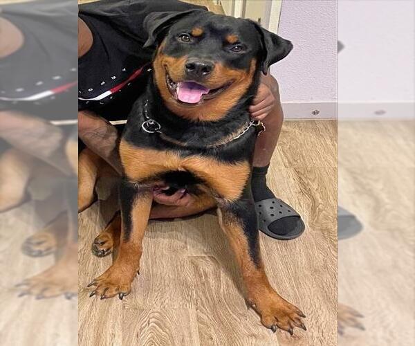 Medium Photo #1 Rottweiler-Unknown Mix Puppy For Sale in San Antonio, TX, USA