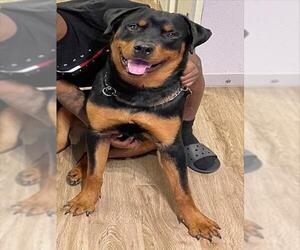 Rottweiler-Unknown Mix Dogs for adoption in San Antonio, TX, USA