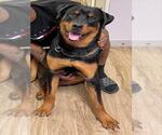 Small Rottweiler Mix