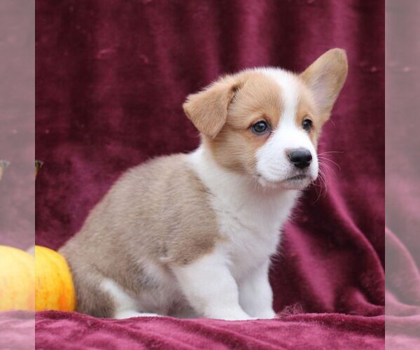 Medium Photo #3 Pembroke Welsh Corgi Puppy For Sale in ELLIOTTSBURG, PA, USA
