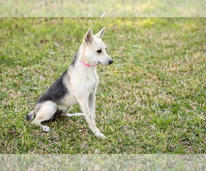 Roscoe - Male German Shepherd Dog Dog for Adoption - Photo #3