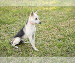 Small Photo #3 German Shepherd Dog Puppy For Sale in Montgomery, AL, USA
