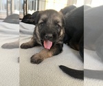 Small #3 German Shepherd Dog