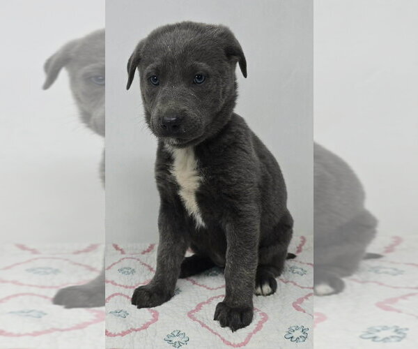 Medium Photo #2 German Shepherd Dog-Unknown Mix Puppy For Sale in Brewster, NY, USA