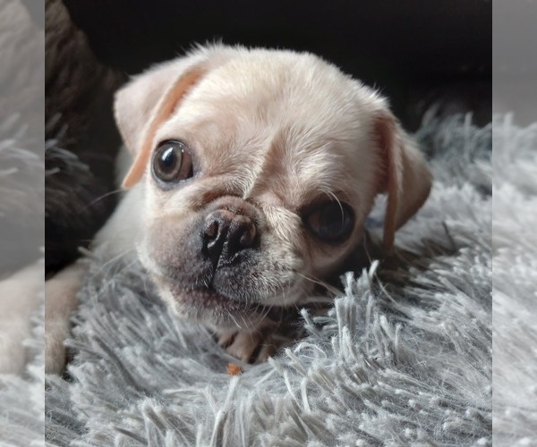 Medium Photo #1 Pug Puppy For Sale in TUPELO, MS, USA