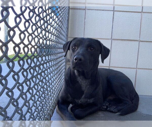 Medium Photo #2 Labrador Retriever Puppy For Sale in Corpus Christi, TX, USA