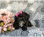 Small Photo #7 Poodle (Toy) Puppy For Sale in OXFORD, PA, USA