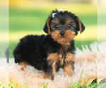 Puppy Leo Yorkshire Terrier